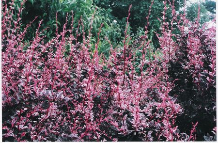 Berberis t. Rosy Glow